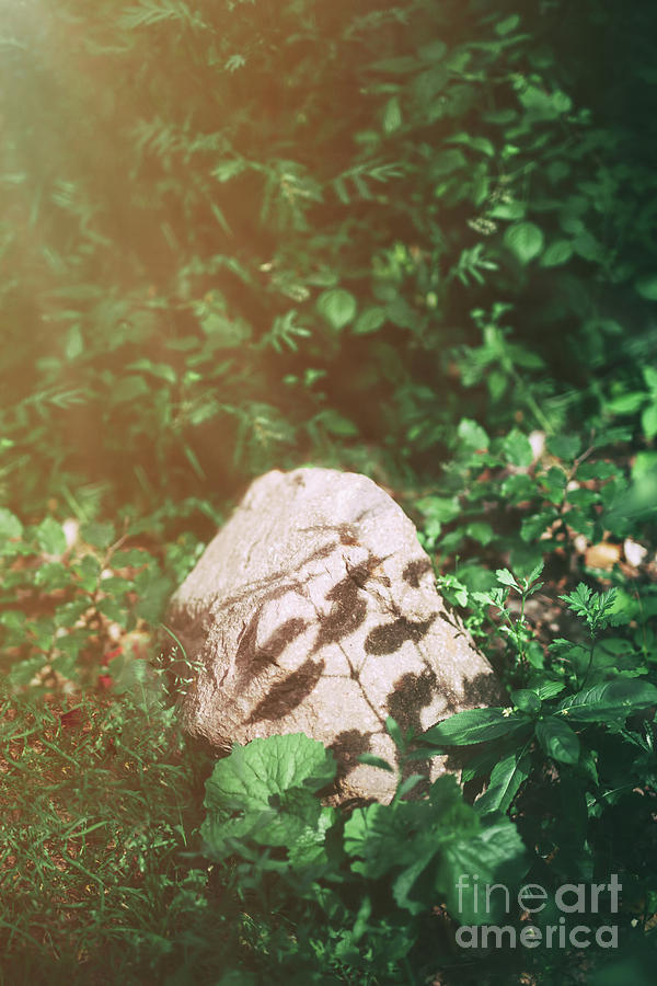 Single rock standing in the lush foliage Photograph by Michal Bednarek