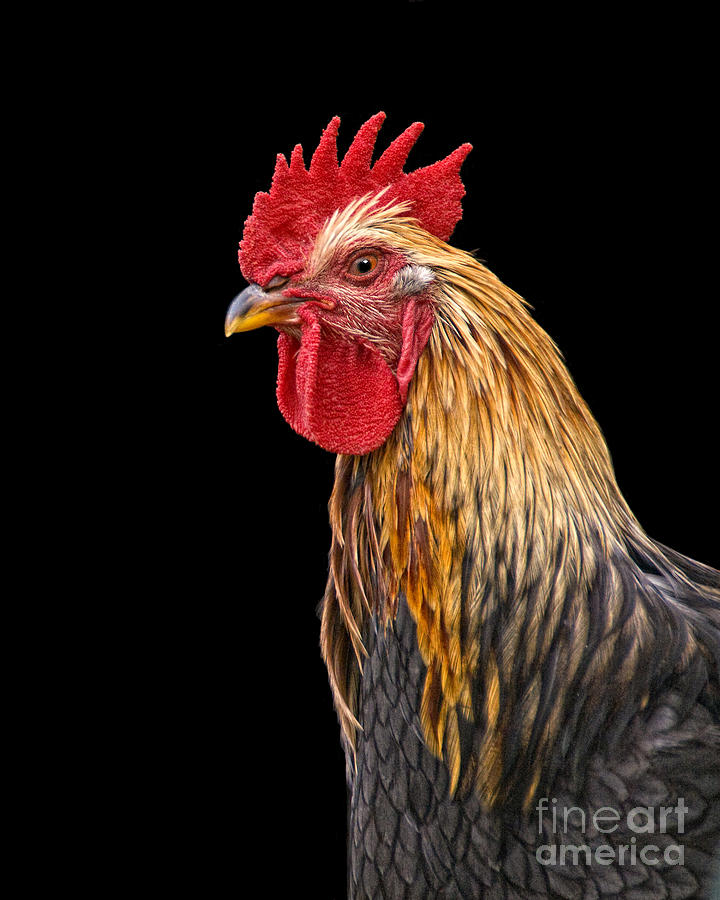 Single Rooster Portrait Photograph by Timothy Flanigan