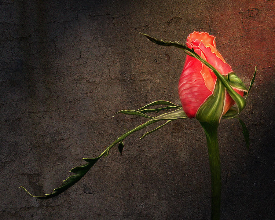 Single Rose Digital Art by Ann Lauwers