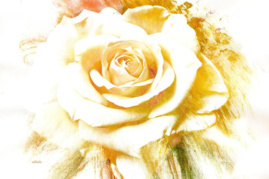 Single Rose Photograph by Athala Bruckner
