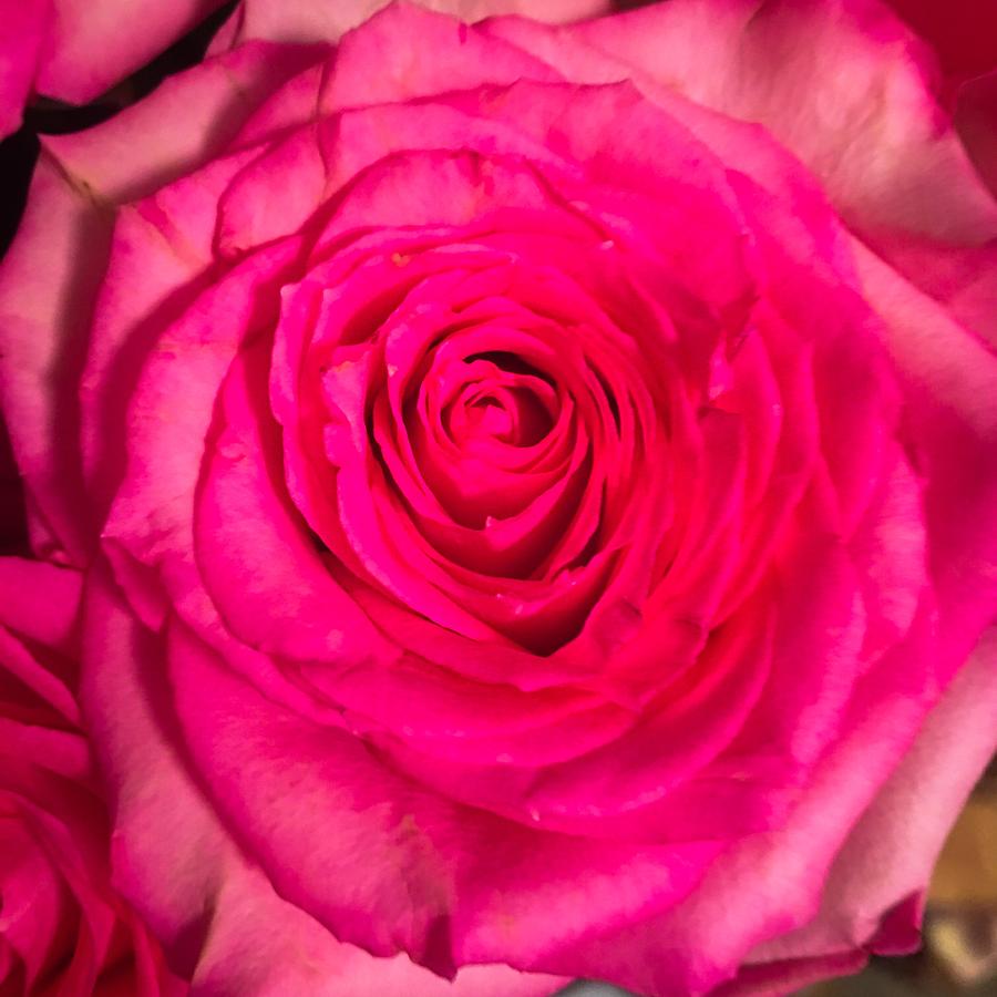 Single Rose Digital Art by Gayle Price Thomas