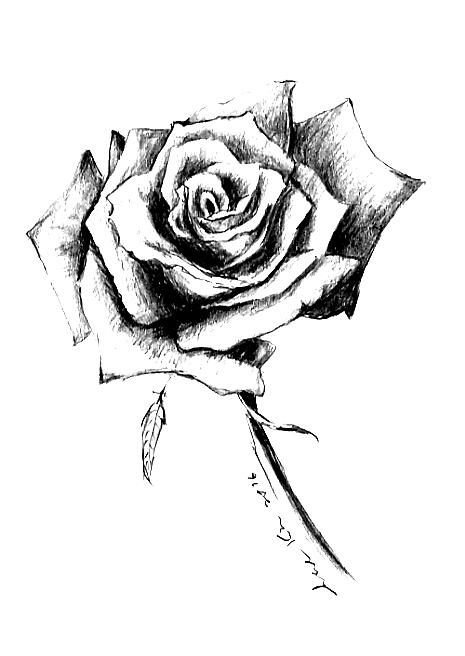 Single rose Drawing by Hae Kim
