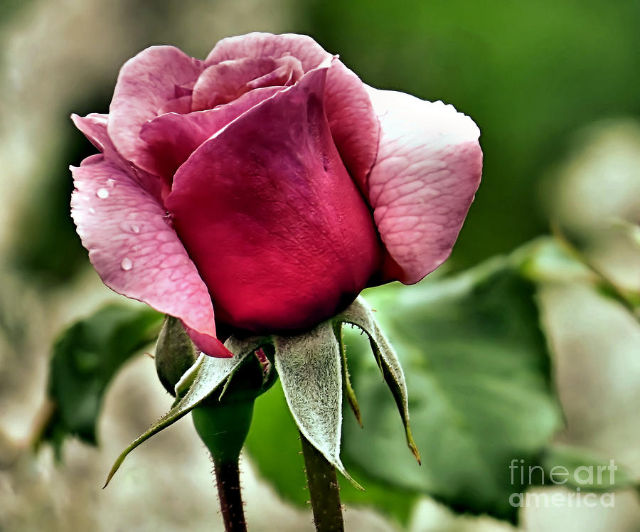 Single Rose Photograph by Janice Drew