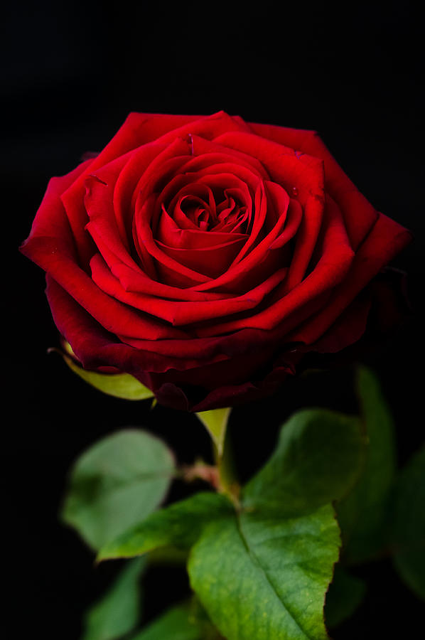 Single Rose Photograph by Miguel Winterpacht