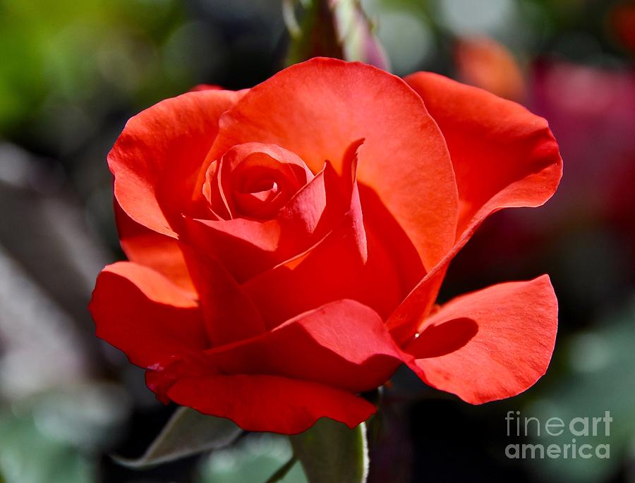 Single Rose of Love Photograph by Csilla Florida