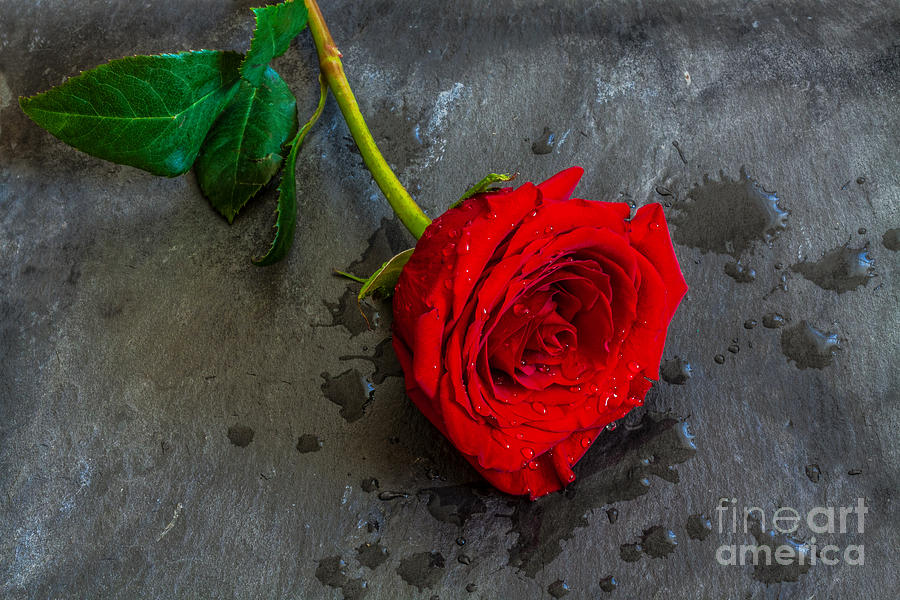 Single Rose on Slate Still Life Photograph by Randy Steele