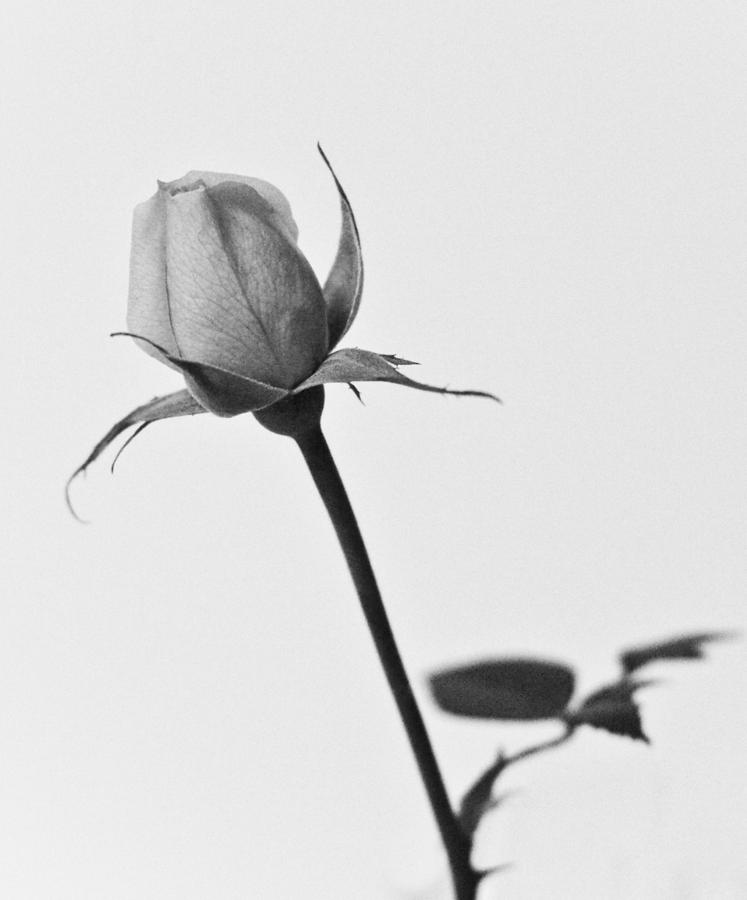 Black And White Photograph - Single Rose by R K