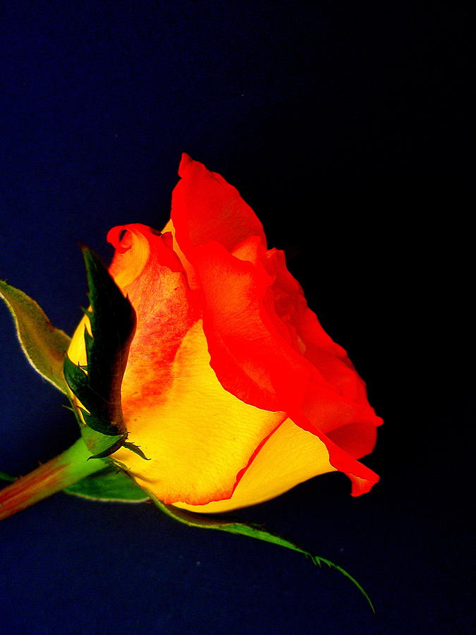 Rose Photograph - Single Rose Sideview by Beth Akerman