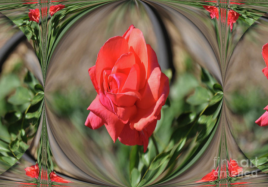 Single Rose Photograph by Wanda-Lynn Searles