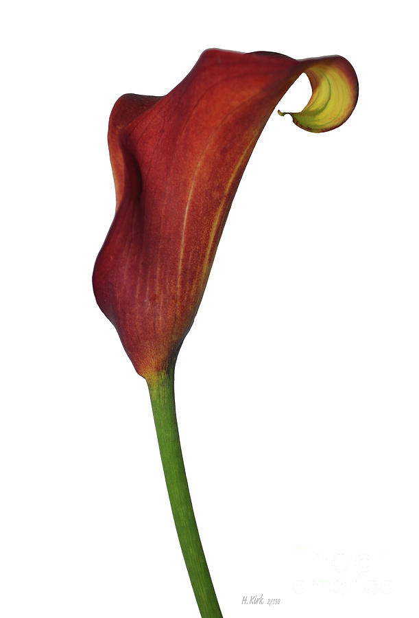 Single Rust Calla Lily Stem Photograph by Heather Kirk