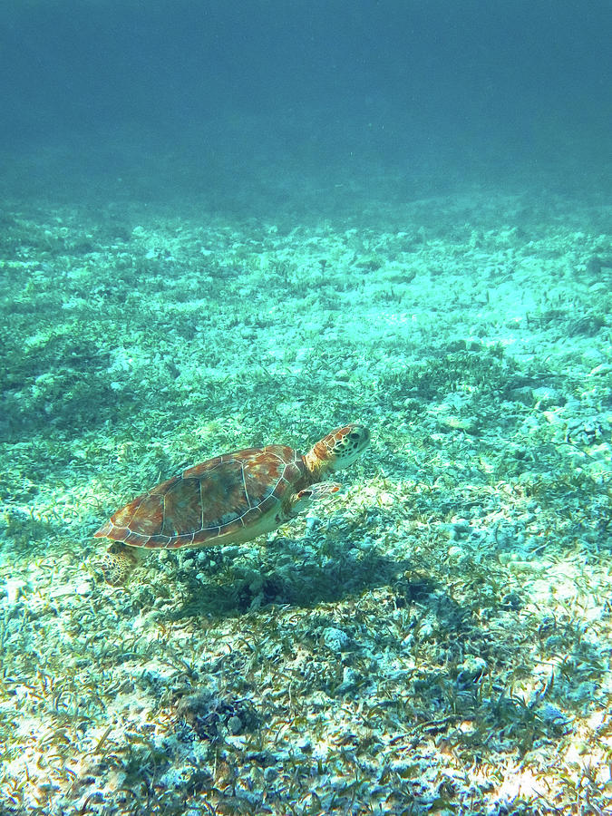 Single Sea Turtle Photograph