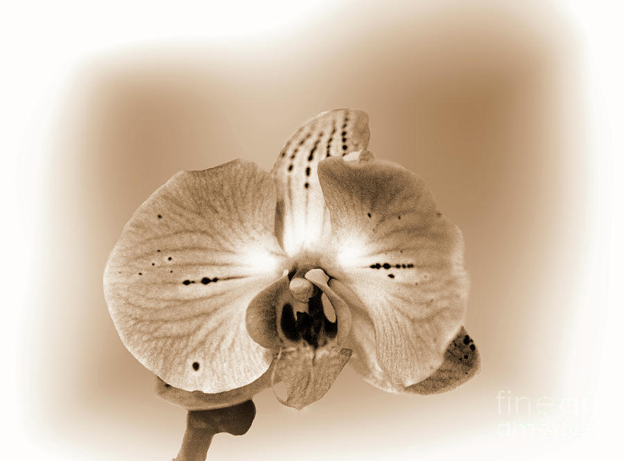 Single Sepia Orchid Photograph by Linda Phelps
