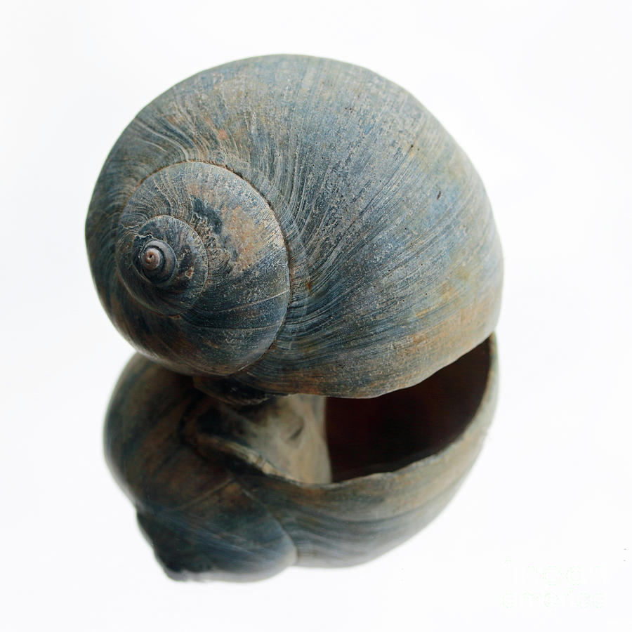 Single Shell Photograph by Mary Haber