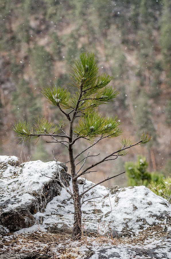 Single Snowy Pine Photograph by Greni Graph