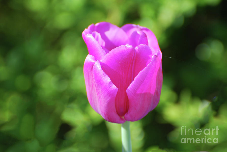 Single Solitary Dark Pink Tulip Flower Blossom Photograph by DejaVu Designs