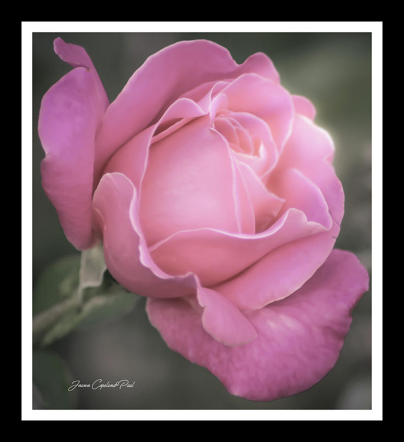 Nature Photograph - Single Stem Pink Rose by Joann Copeland-Paul