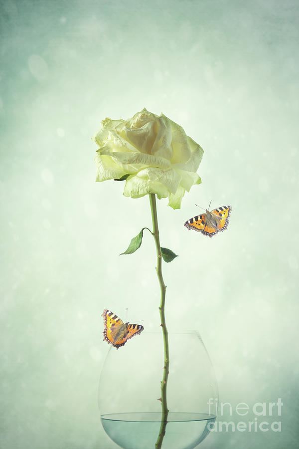 Butterfly Photograph - Single Stem White Rose by Amanda Elwell