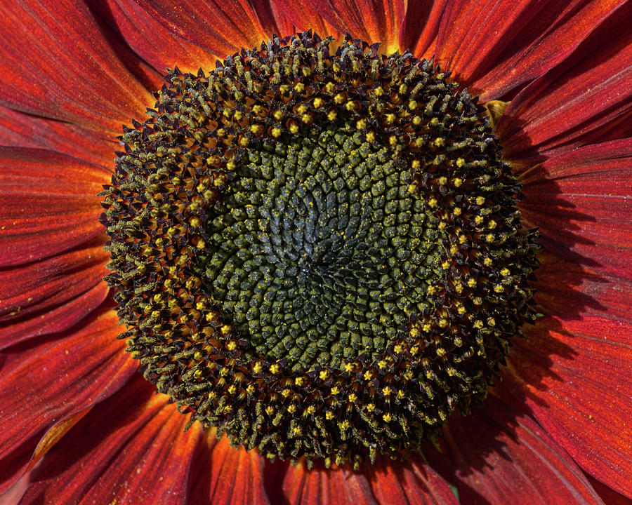 Sunflower Photograph - Single Sun flower by Pete Hemington