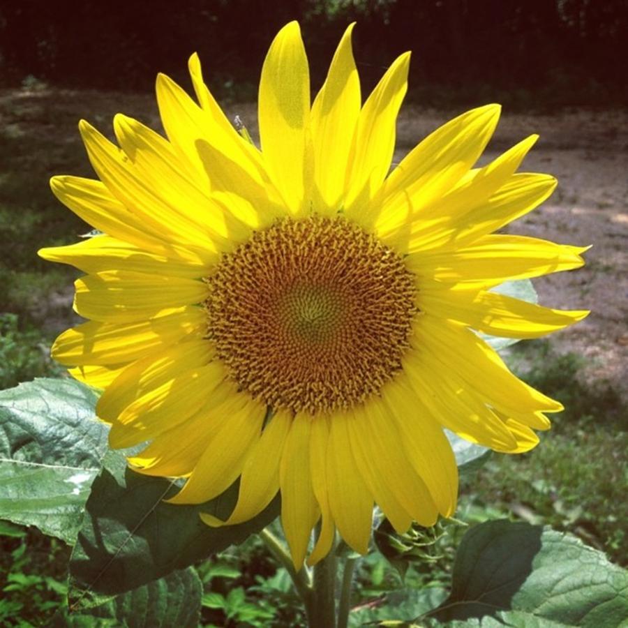 Single Sunflower In Ze Yard🌻 Photograph by Alyssa Mangrum
