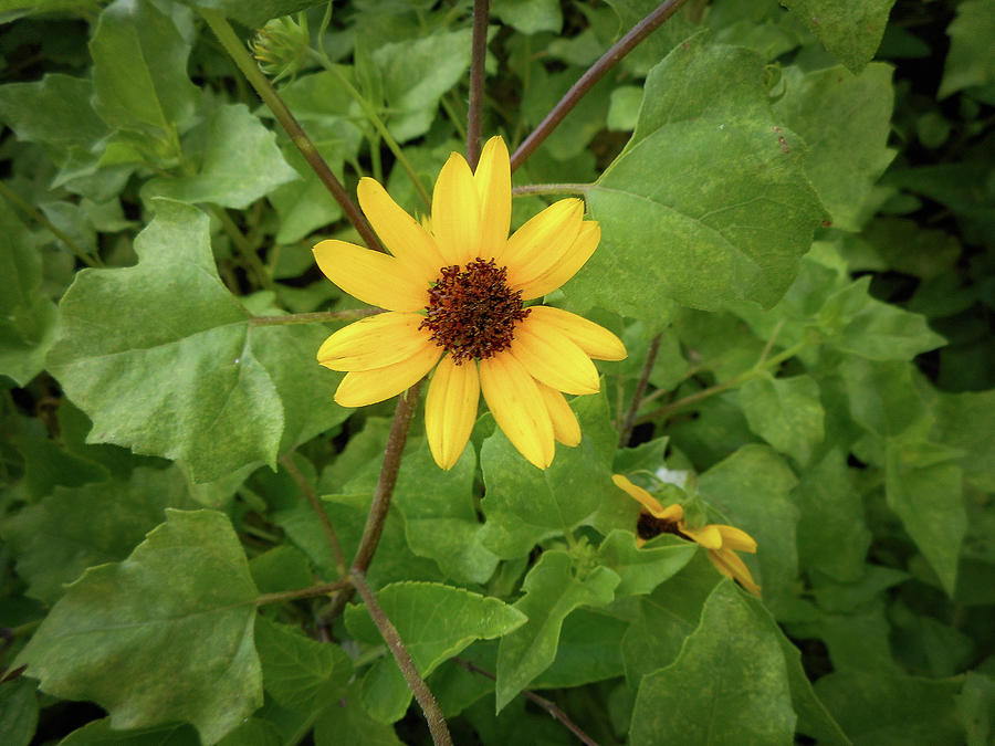 Single Sunflower by Kristen H Single Sunflower by Kristen H