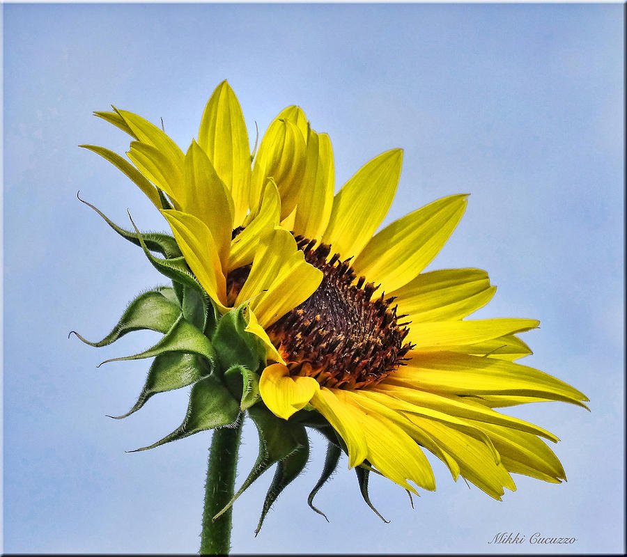 Single Sunflower Photograph by Mikki Cucuzzo