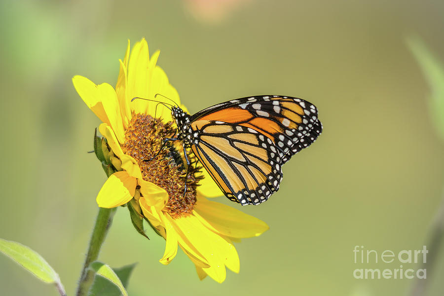 Single Sunflower Monarch Photograph by Cheryl Baxter