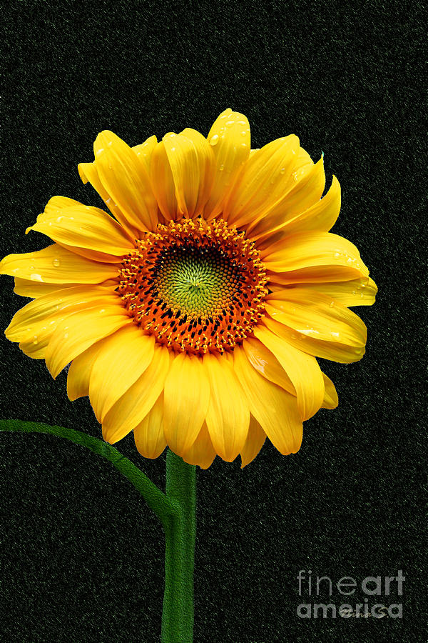 Single Sunflower Photograph by Nina Silver