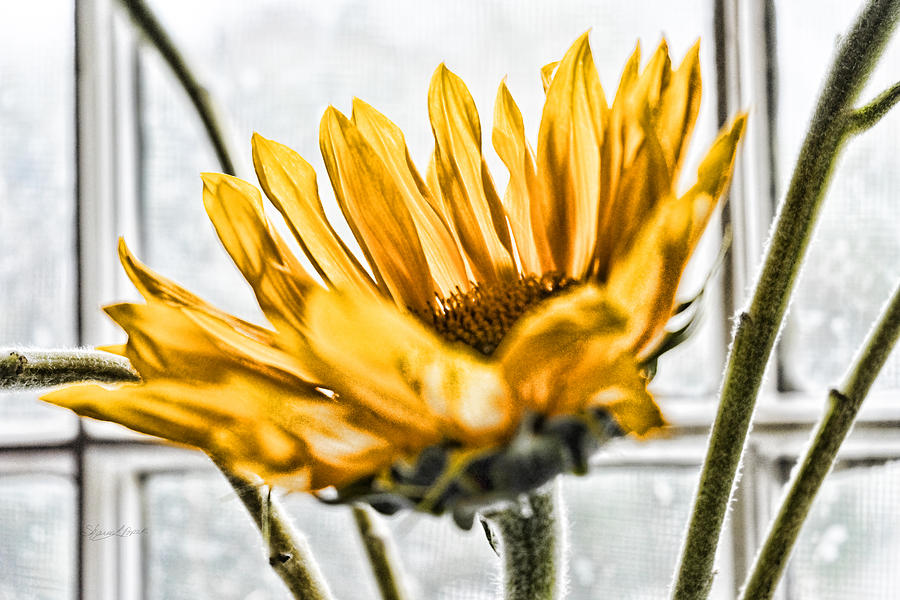 Single Sunflower Photograph by Sharon Popek