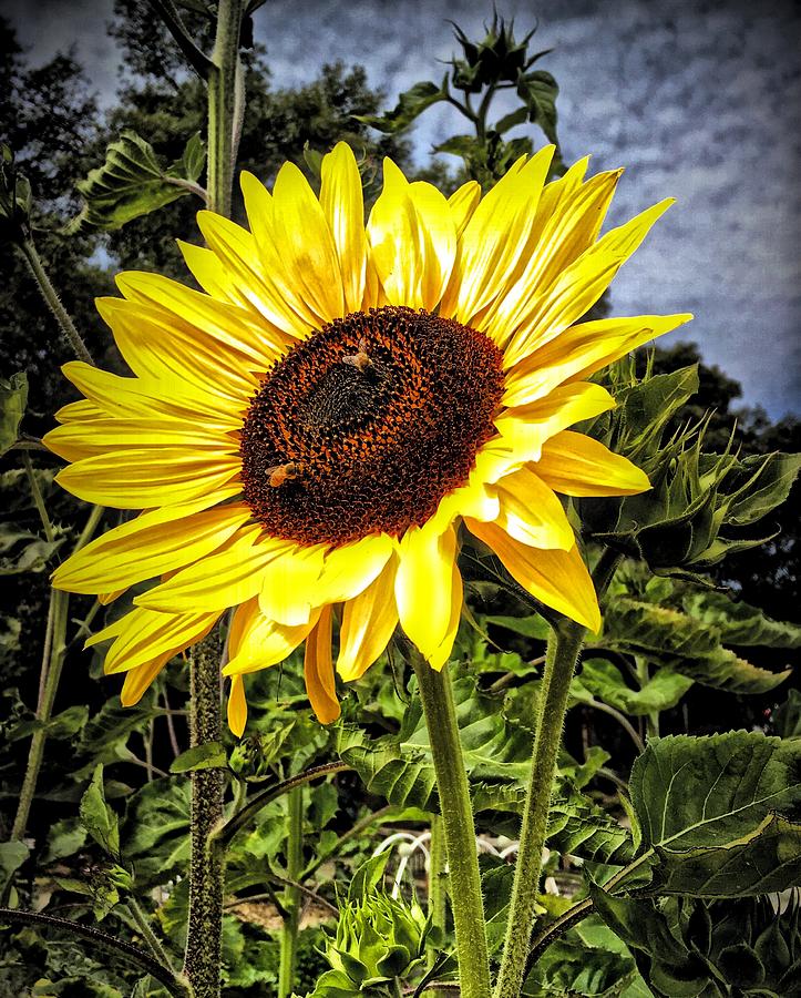Single Sunflower Photograph by Steph Gabler