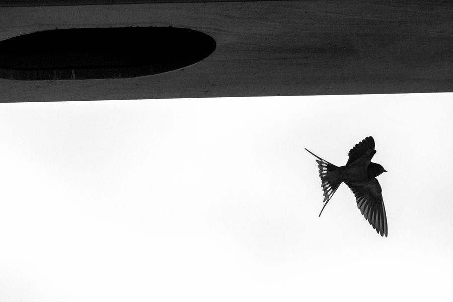 Single swallow flying under bridge Photograph by Dan Friend