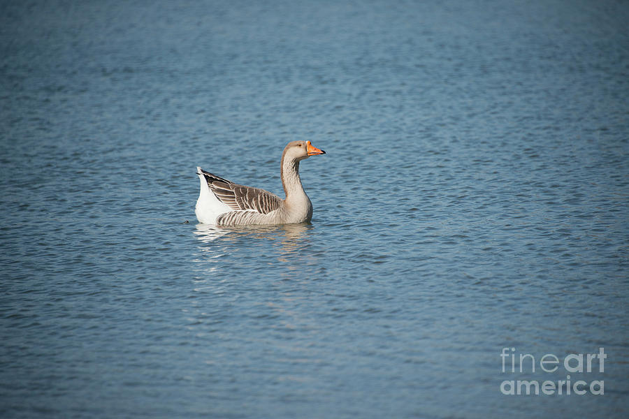 Single Swimmer by Wanda Krack Single Swimmer by Wanda Krack