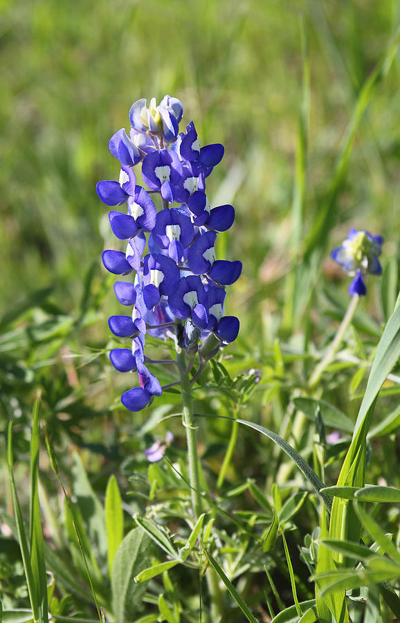 Nature Photograph - Single Texas Blue Bonnet by Linda Phelps