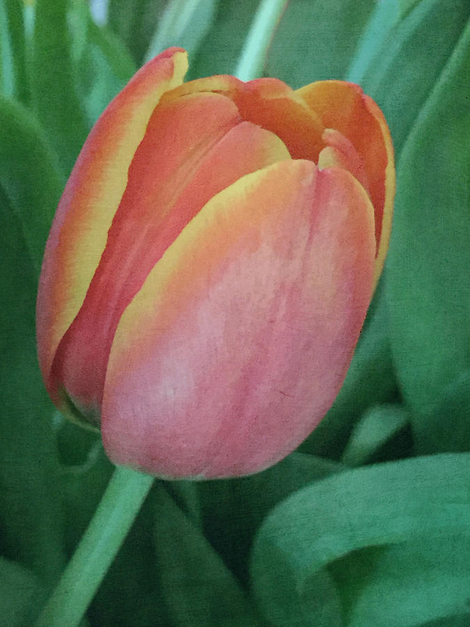 Single Textured Tulip Photograph