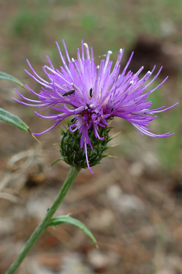 Single Thistle Photograph by Laurel Powell