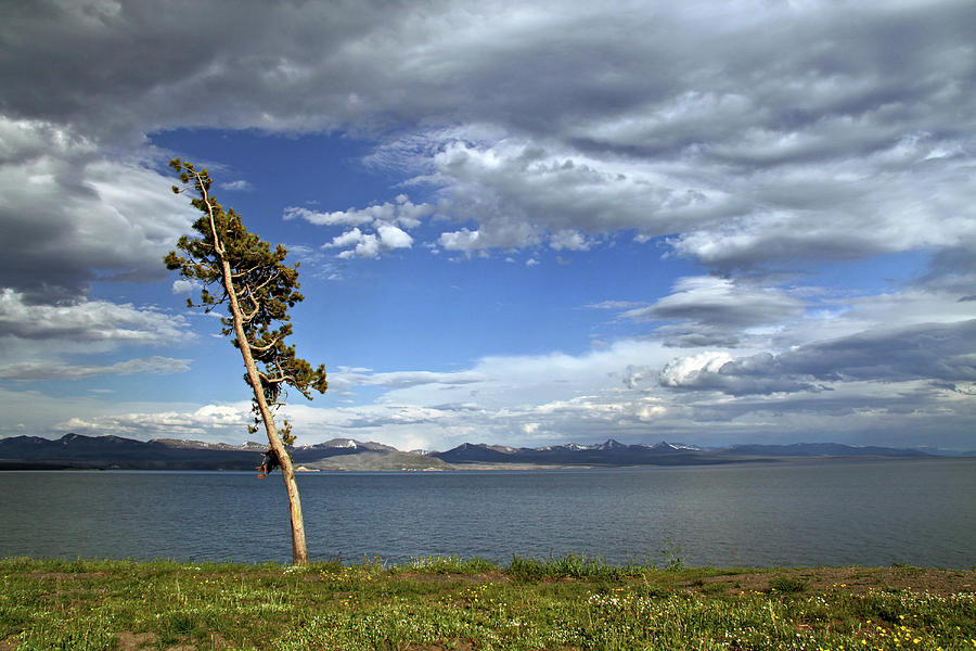Single tree - 365-359 Photograph by Inge Riis McDonald