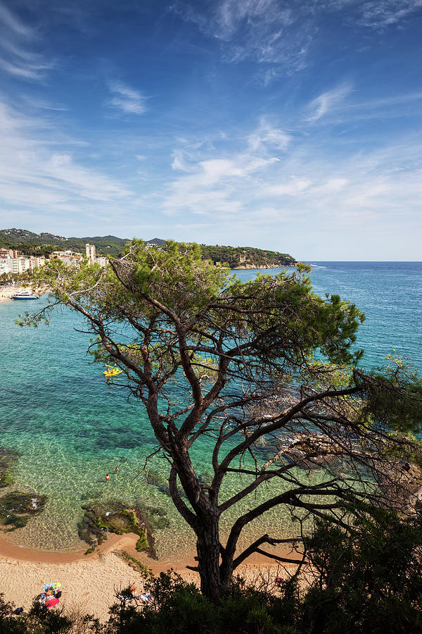 Single Tree Against The Sea At Costa Brava In Spain Photograph by Artur Bogacki