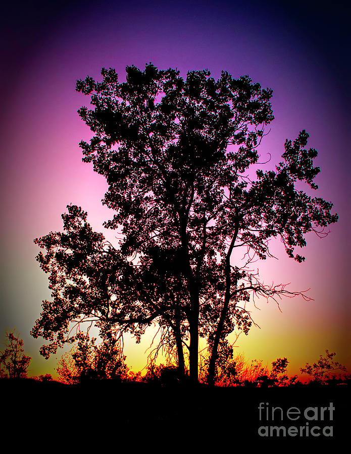 Single Tree at Sunset Photograph by Nick Zelinsky Jr