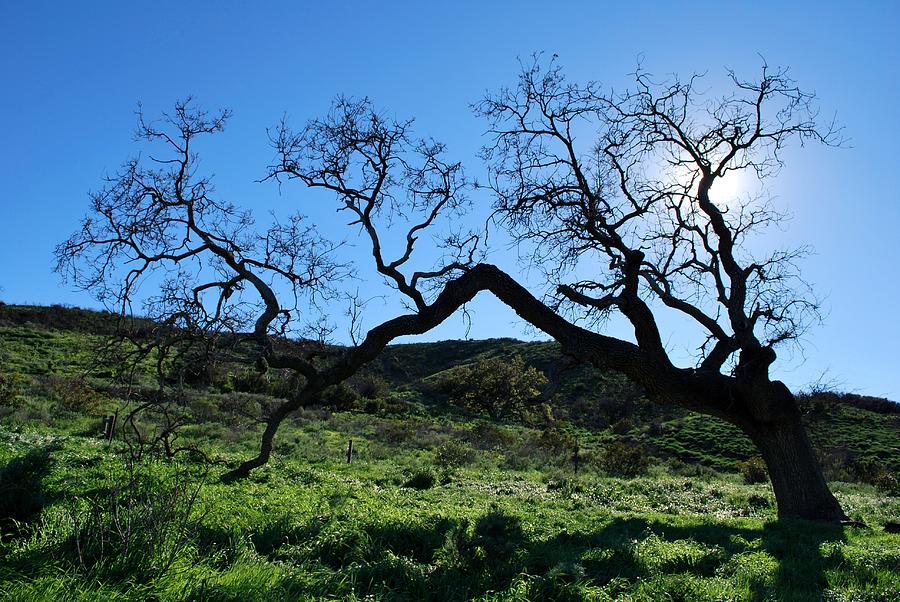 Tree Photograph - Single Tree in Green Hills- Backlit View by Matt Quest