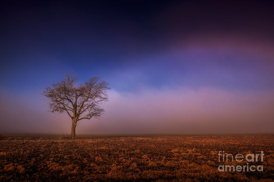 Single Tree in the Mississippi Delta Photograph by T Lowry Wilson