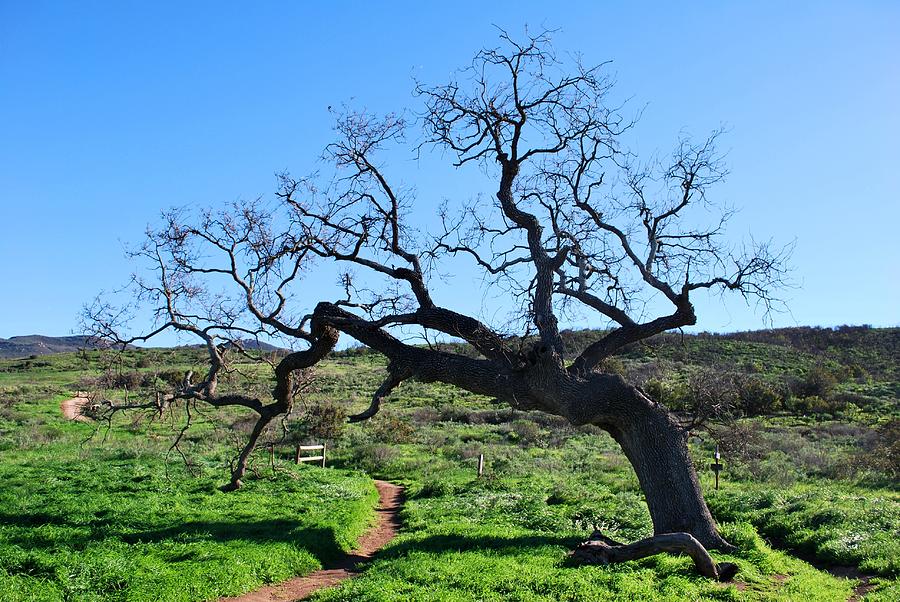 Tree Photograph - Single Tree Over Narrow Path by Matt Quest
