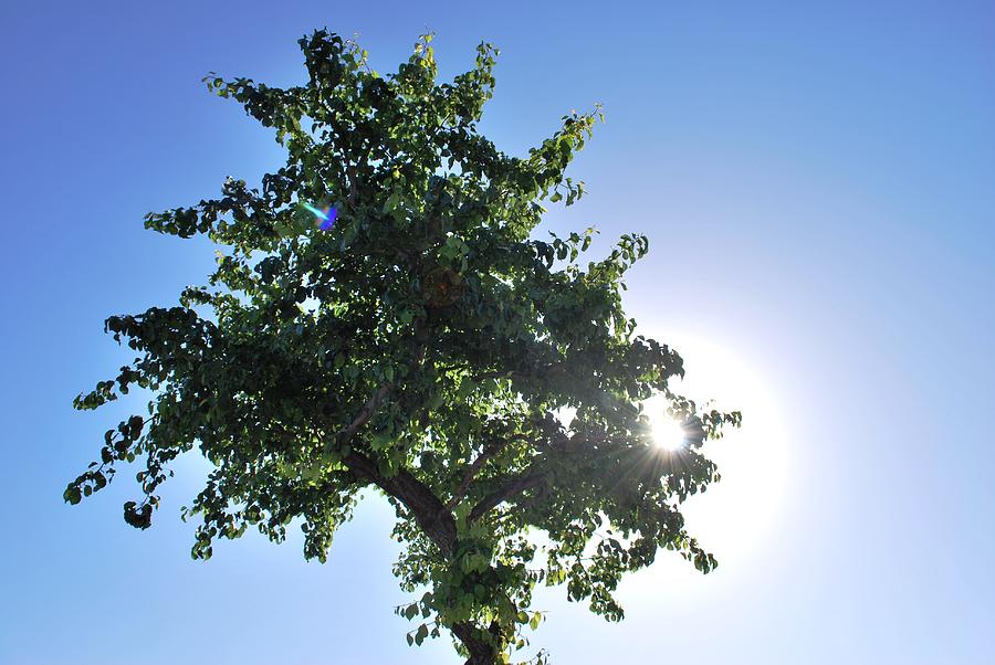 Tree Photograph - Single Tree - Sun and Blue Sky by Matt Quest