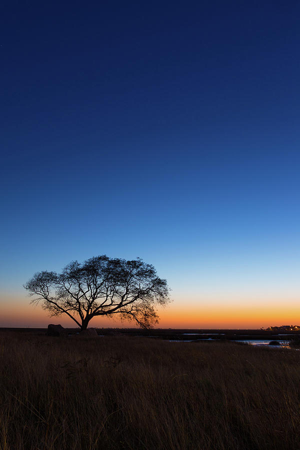 Single Tree Winter Sunset Photograph
