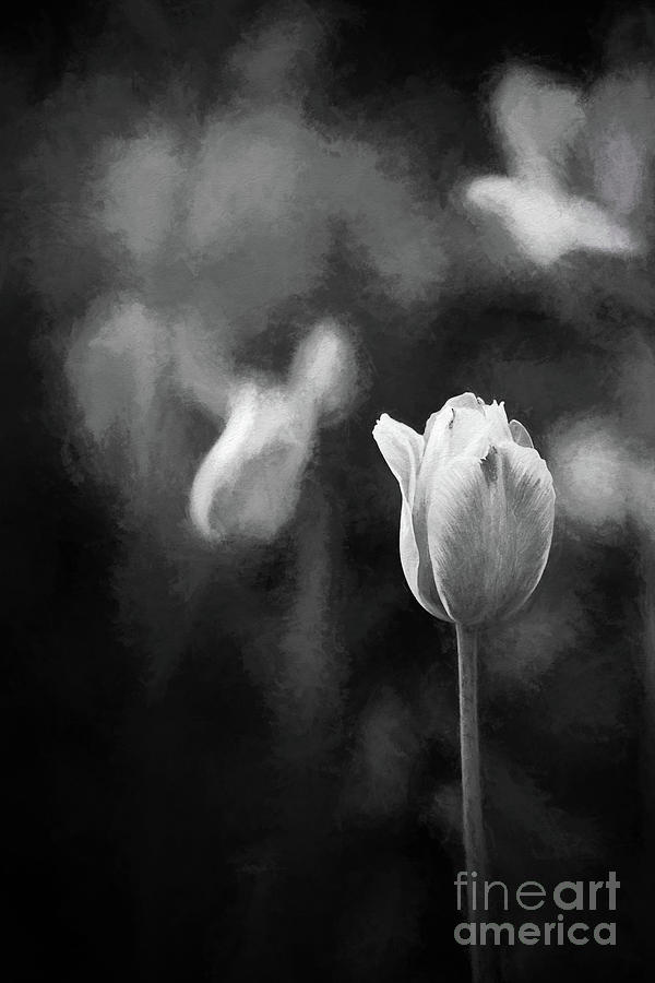Single Tulip Black And White Photograph by Sharon McConnell