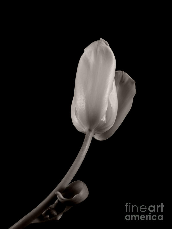 Single Tulip Photograph by Dariusz Gudowicz