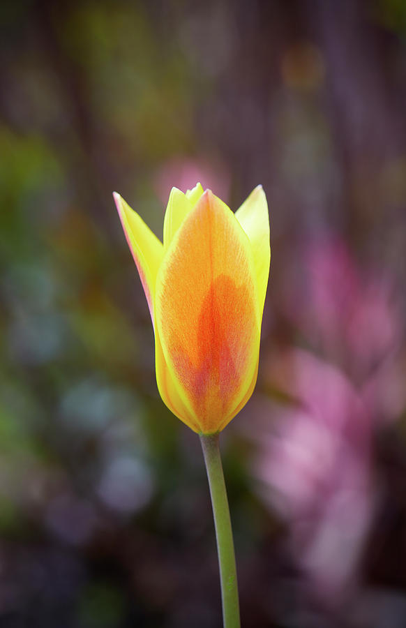 Single tulip Photograph by Garden Gate magazine