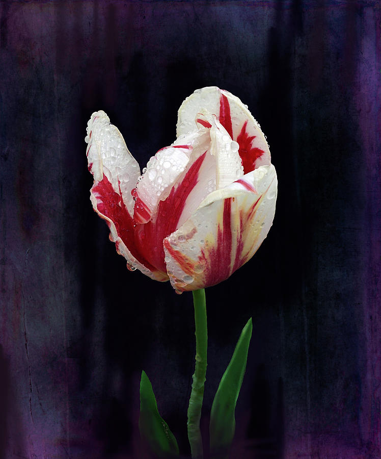 Single Tulip Digital Art By Grace Iradian