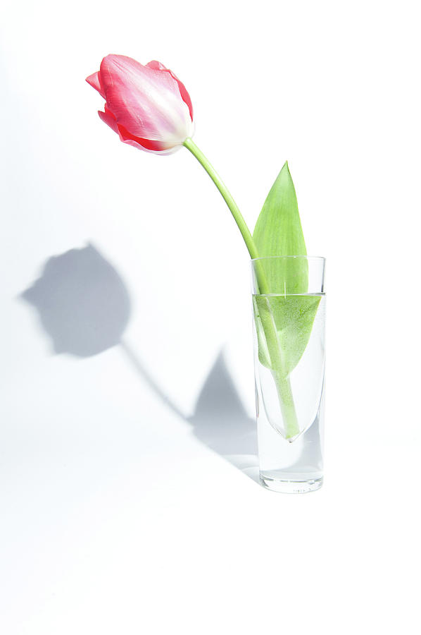 Single Tulip in a Glass Vase Photograph by Helen Jackson