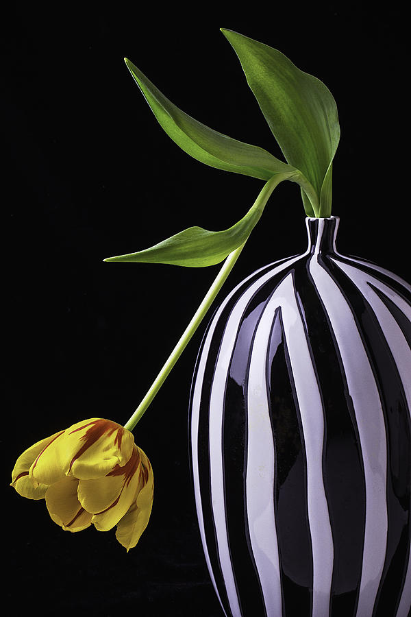 Single Tulip In Vase Photograph by Garry Gay