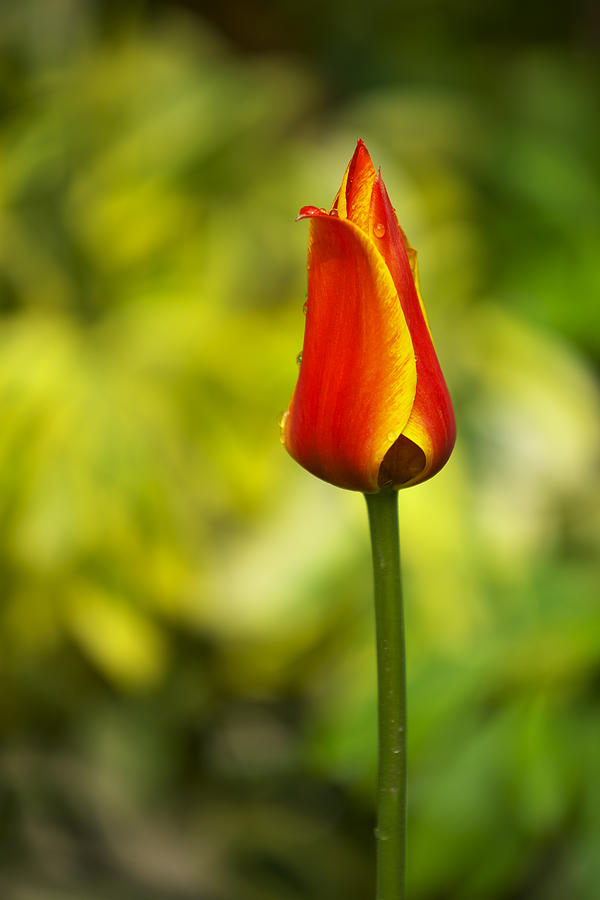 Single tulip Photograph by Ivan Slosar