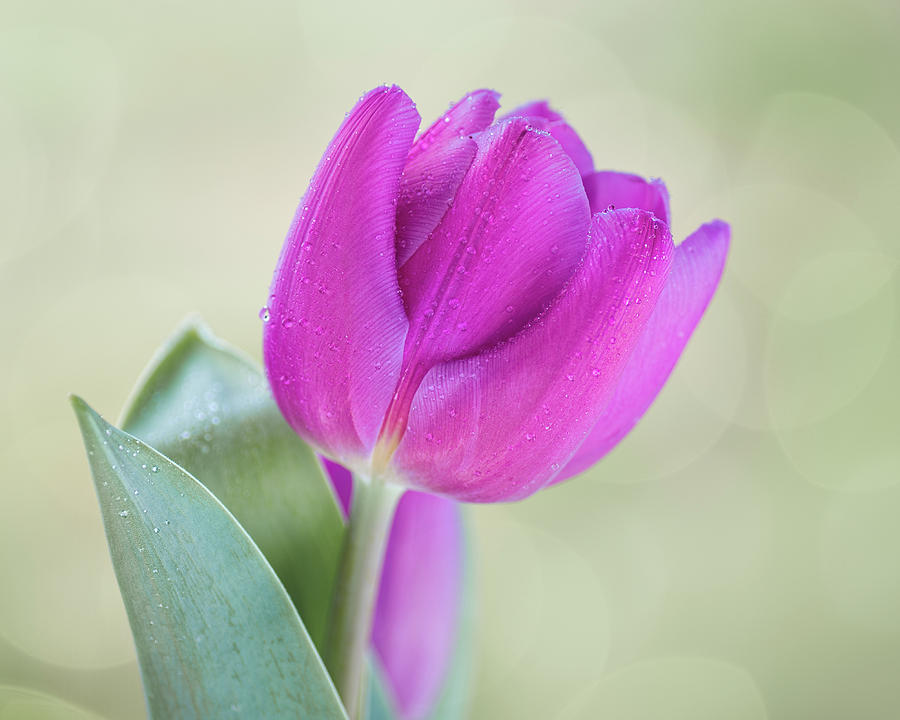 Single Tulip Photograph by Ken Mickel